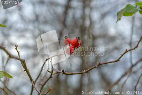 Image of Berries hips