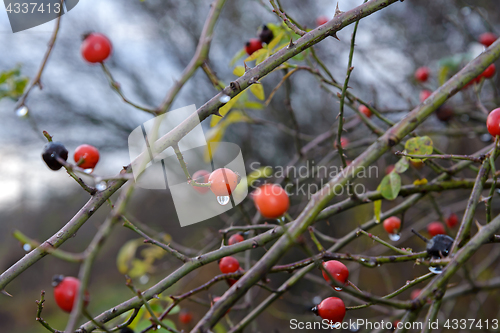 Image of Berries hips