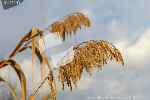 Image of Dry Inflorescences of the cane