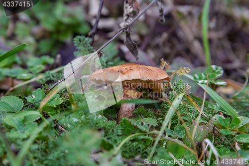 Image of The fungus Armillaria