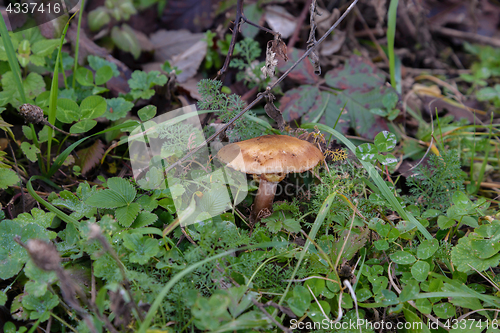 Image of The fungus Armillaria