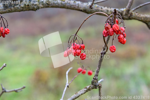 Image of The viburnum berries