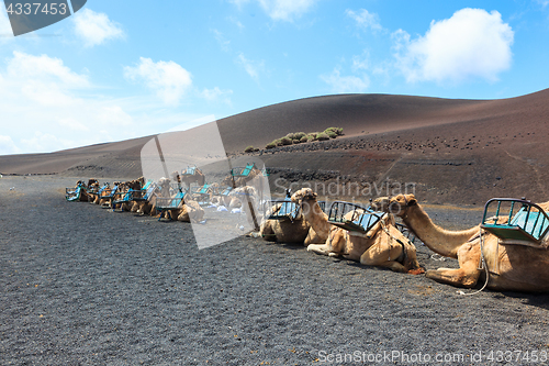 Image of Camels in Timanfaya National Park on Lanzarote.