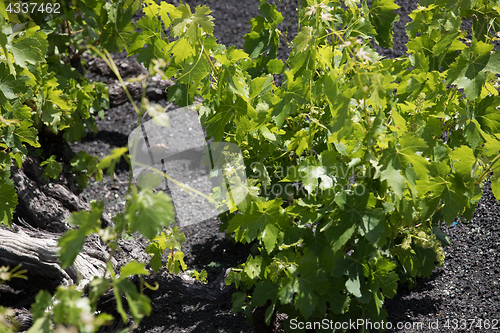 Image of Wine grapes grow on logs in the lava sands of Lanzarote.