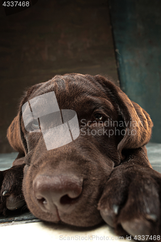 Image of The portrait of a black Labrador dog taken against a dark backdrop.