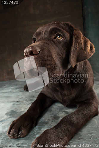 Image of The portrait of a black Labrador dog taken against a dark backdrop.