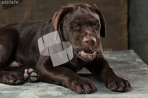 Image of The portrait of a black Labrador dog taken against a dark backdrop.