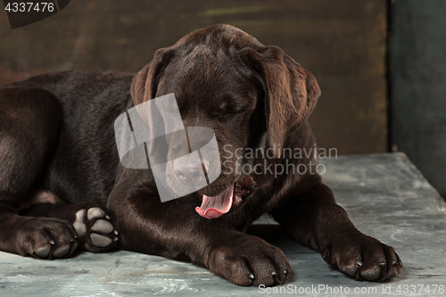 Image of The portrait of a black Labrador dog taken against a dark backdrop.