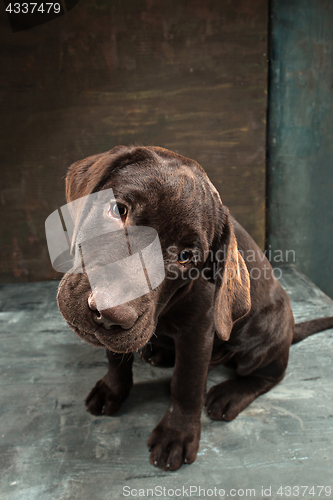 Image of The portrait of a black Labrador dog taken against a dark backdrop.