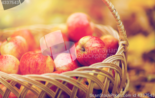 Image of wicker basket of ripe red apples at autumn garden