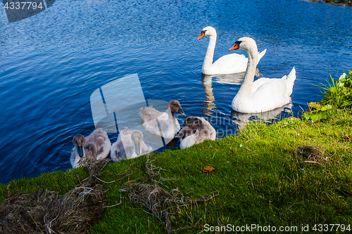 Image of Swan family enjoying themselves in the water.