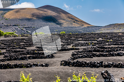 Image of Wine grapes grow in the lava of Lanzarote.