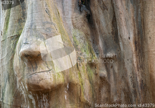 Image of Wood trunk with face shape, Sweden