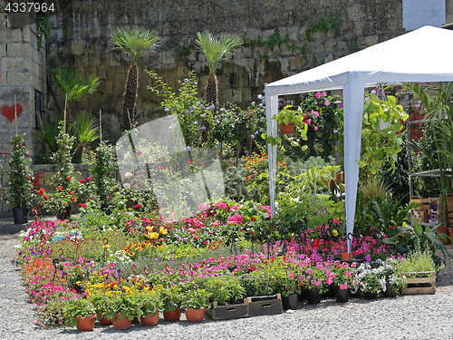 Image of Plants Nursery