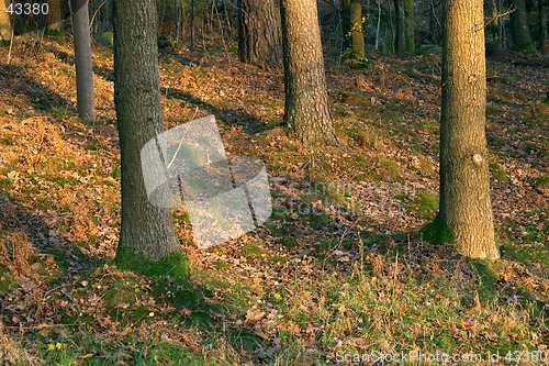 Image of Autumn wood at sunset, G&#246;teborg, Sweden