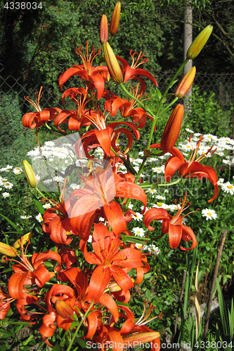 Image of orange lily flowers