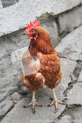 Image of hen in the home farm
