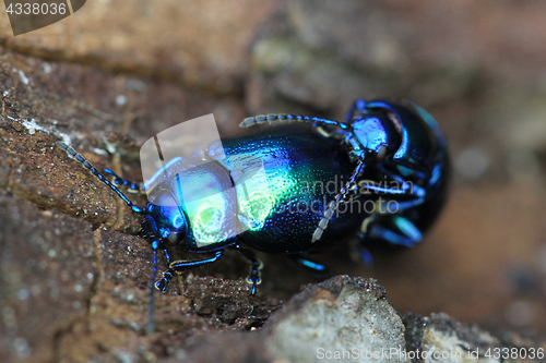 Image of beetle bug chafers are having sex