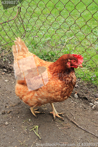 Image of hen in the home farm