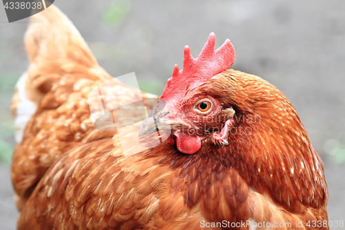Image of hen in the home farm