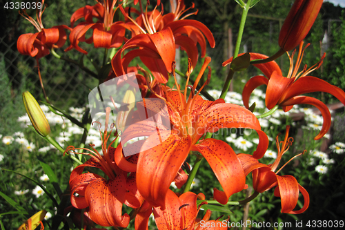 Image of orange lily flowers