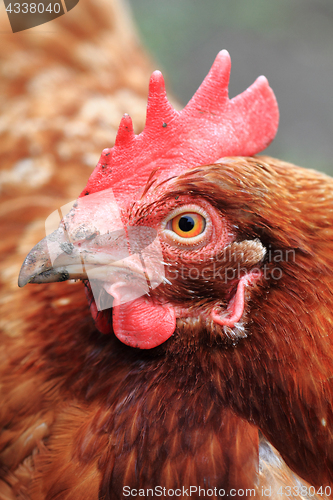 Image of hen in the home farm