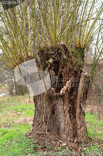 Image of old willow tree