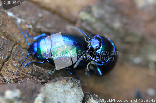 Image of beetle bug chafers are having sex