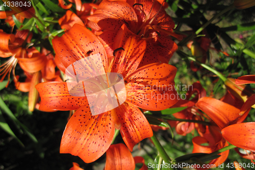 Image of orange lily flowers