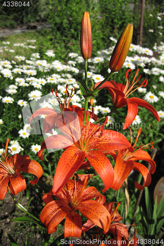 Image of orange lily flowers