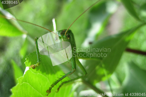 Image of big green grasshopper