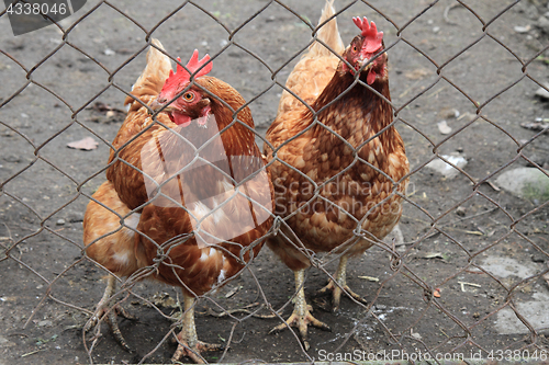 Image of two hens in the home farm