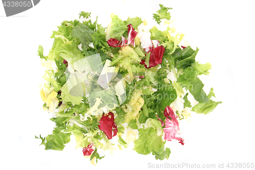 Image of fresh color lettuce 