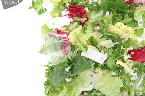 Image of fresh color lettuce 