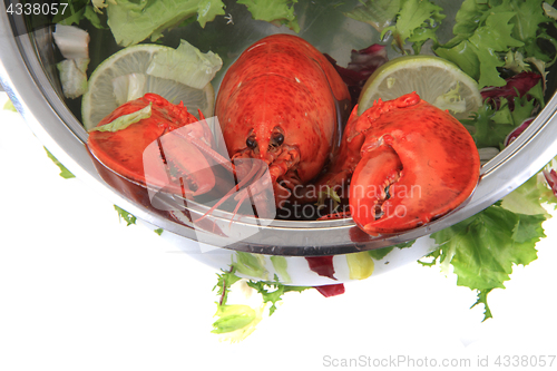 Image of orange lobster isolated