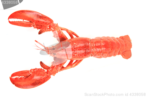 Image of orange lobster isolated