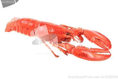 Image of orange lobster isolated