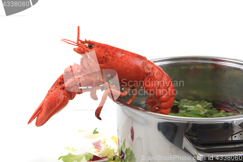 Image of orange lobster isolated