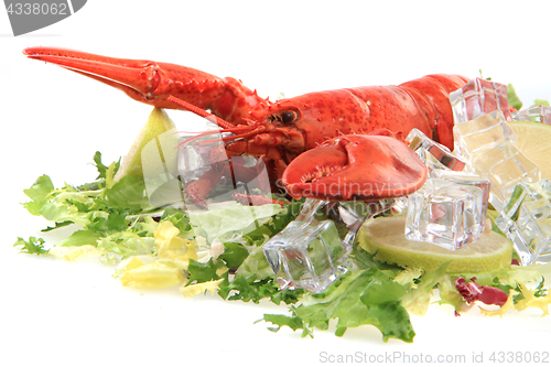 Image of orange lobster isolated