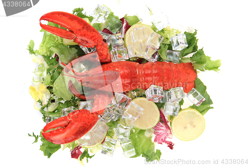 Image of orange lobster isolated