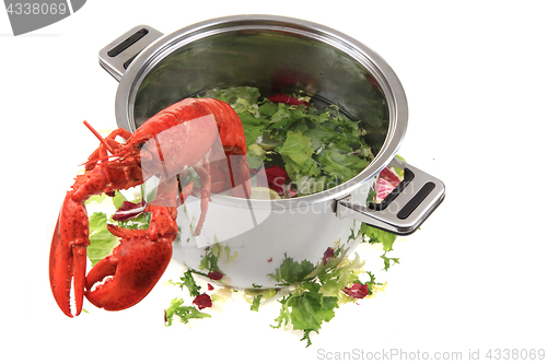 Image of orange lobster isolated