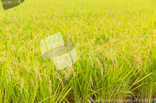 Image of Fresh Rice field
