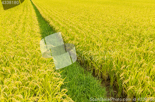 Image of Paddy field