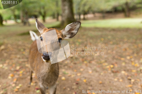 Image of Lovely deer