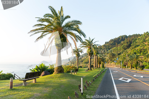 Image of Big Palm Tree on the Side of the Road