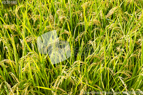 Image of Paddy Rice field