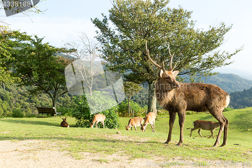 Image of Stag Deer