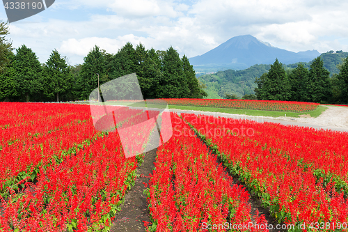 Image of Red Salvia farm 