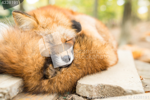 Image of Sleepy red fox