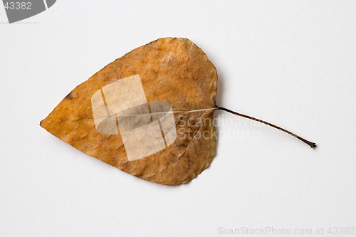 Image of Autumn yellow dry leaf on white background